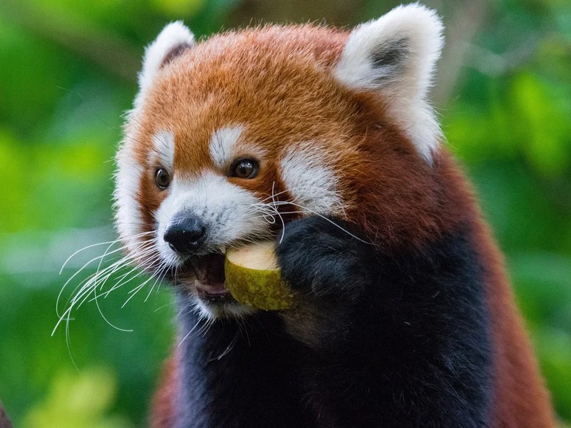 Еда красной панды